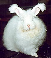 rabbits.jpg (12684 bytes)
